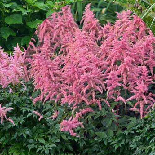 Astilbe arendsii 'Bressingham Beauty' - Arendsi astilbe 'Bressingham Beauty' P9/0,55L